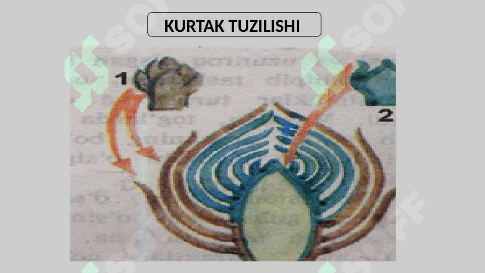POYANING ICHKI TUZILISHI 3