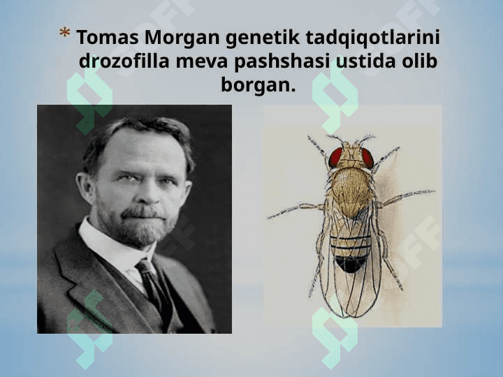 Belgilarning birikgan holda irsiylanishi 2