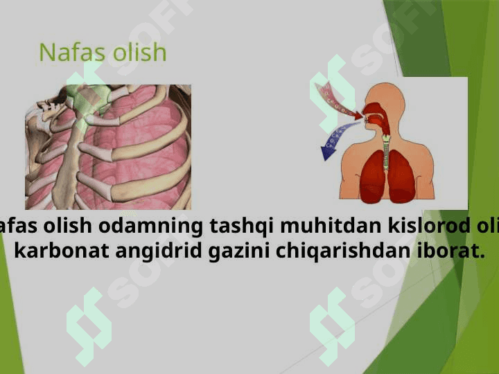 Nafas olish sistemasi. Nafas olish organlari. O’pka va to’qimalarda gazlar almashinuvi 2