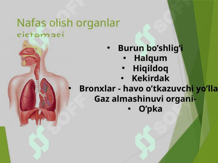Nafas olish sistemasi. Nafas olish organlari. O’pka va to’qimalarda gazlar almashinuvi 3