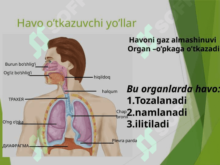 Nafas olish sistemasi. Nafas olish organlari. O’pka va to’qimalarda gazlar almashinuvi 4