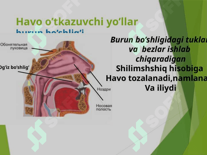Nafas olish sistemasi. Nafas olish organlari. O’pka va to’qimalarda gazlar almashinuvi 5