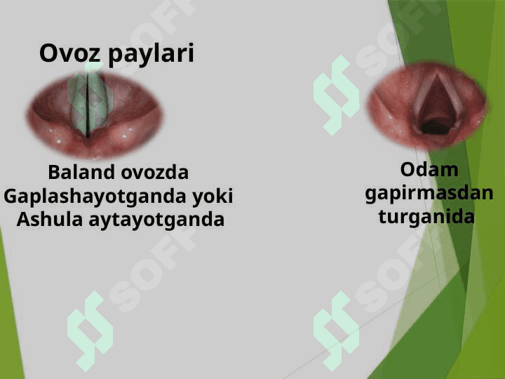 Nafas olish sistemasi. Nafas olish organlari. O’pka va to’qimalarda gazlar almashinuvi 7