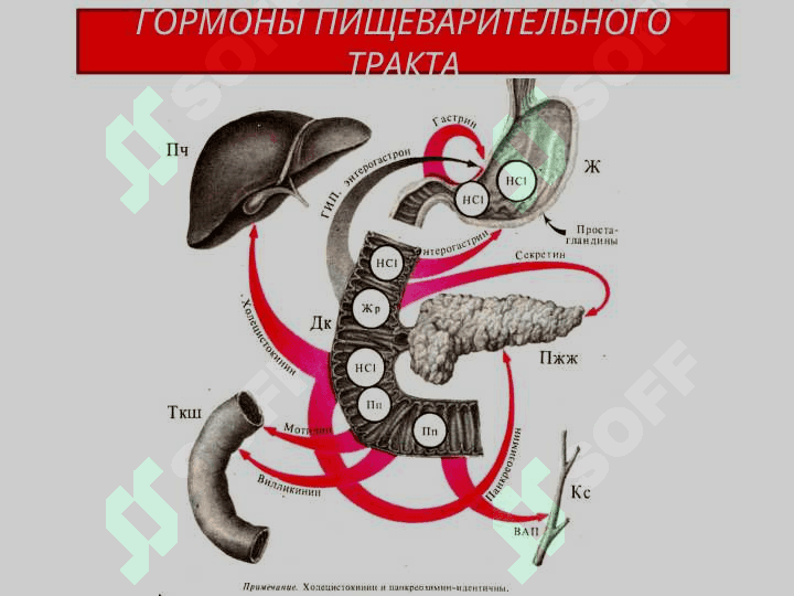 ПИЩЕВАРЕНИЕ В КИШЕЧНИКЕ 2