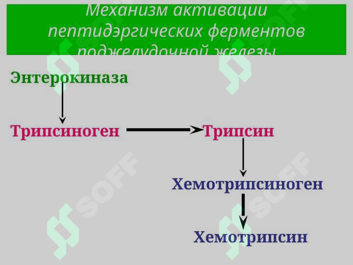 ПИЩЕВАРЕНИЕ В КИШЕЧНИКЕ 8