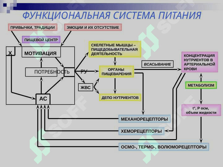 ПИЩЕВАРЕНИЕ В ПОЛОСТИ РТА И ЖЕЛУДКЕ 2