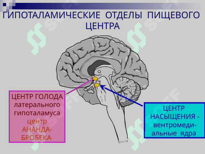 ПИЩЕВАРЕНИЕ В ПОЛОСТИ РТА И ЖЕЛУДКЕ 5