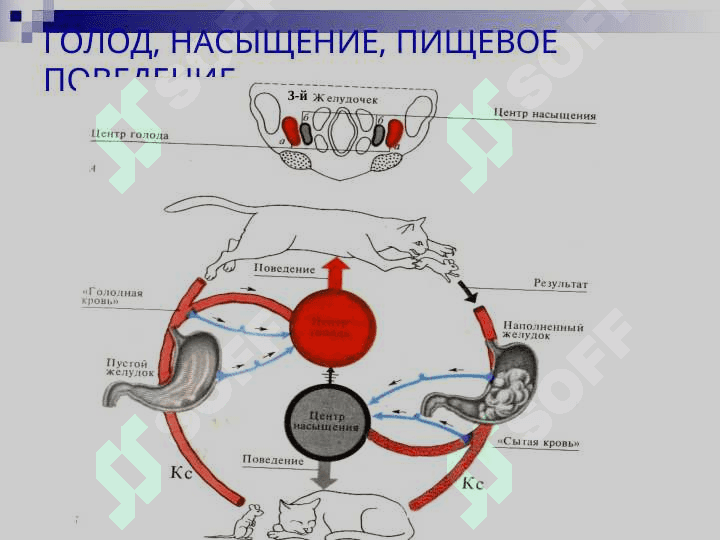 ПИЩЕВАРЕНИЕ В ПОЛОСТИ РТА И ЖЕЛУДКЕ 6