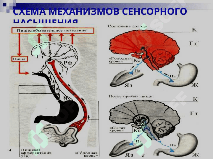 ПИЩЕВАРЕНИЕ В ПОЛОСТИ РТА И ЖЕЛУДКЕ 7