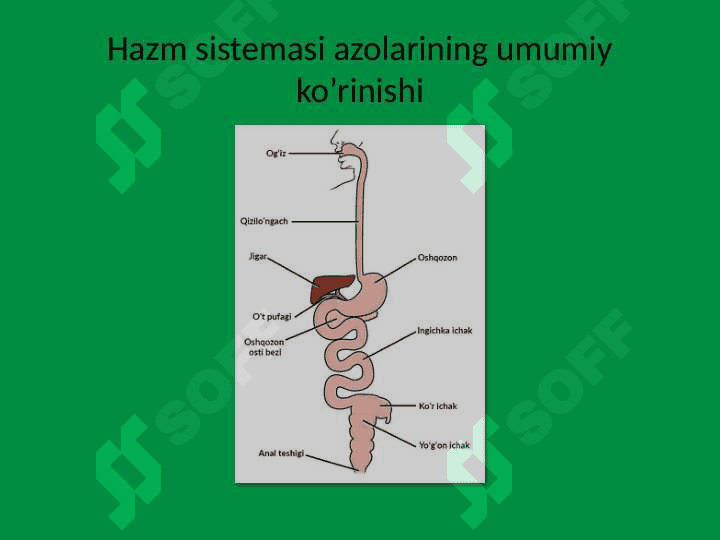 Ovqat hazm qilish a'zolarini o'rganishning usullari 2