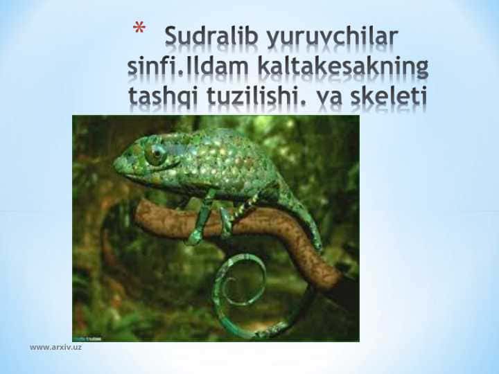 Sudralib yuruvchilar sinfi.Ildam kaltakesakning tashqi tuzilishi. va skeleti