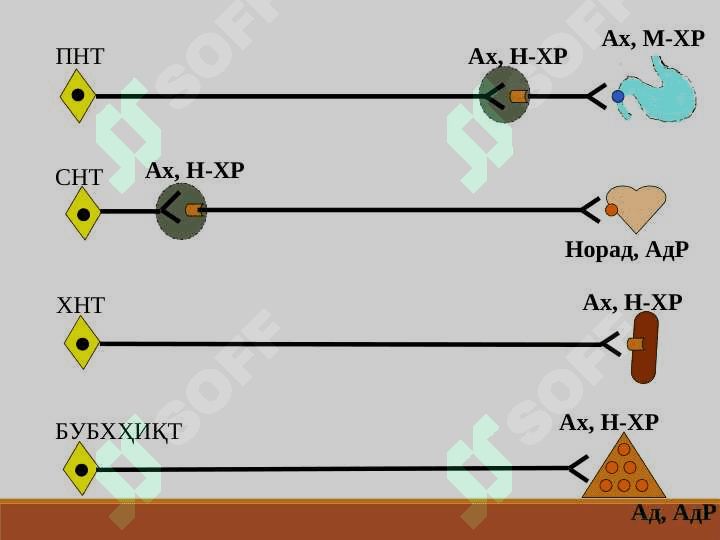 АДРЕНОМИМЕТИКЛАРСИМПАТОМИМЕТИКЛАР 2