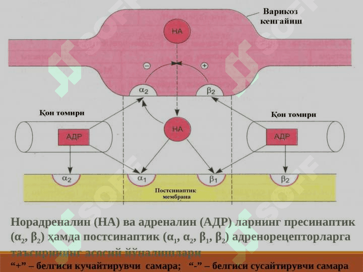 АДРЕНОМИМЕТИКЛАРСИМПАТОМИМЕТИКЛАР 5