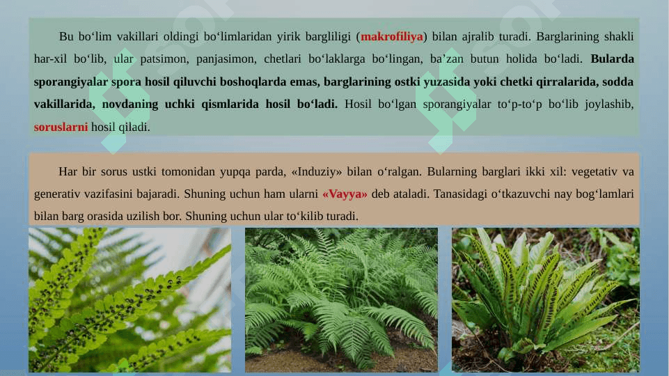 QIRQQULOQTOIFA (POLYPODIOPHYTA) O‘SIMLIKLAR BO‘LIMI HAQIDA 2