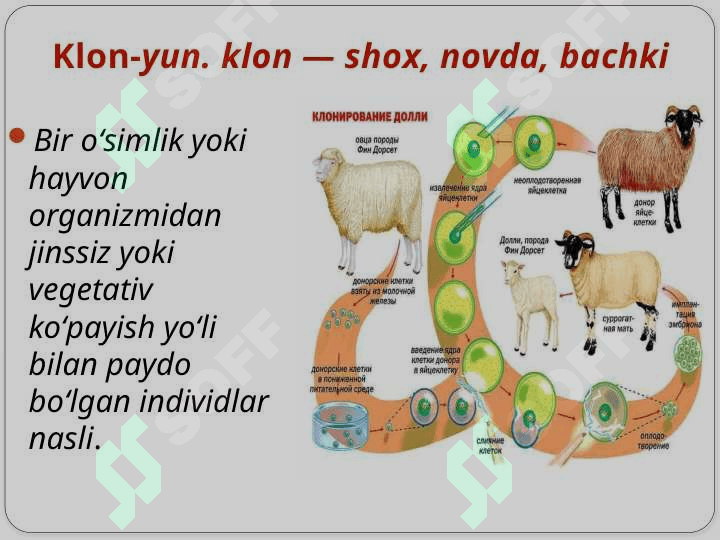 Klonlar, klonlashtirish va uning klinik ahamiyati - BIOKIMYO 2