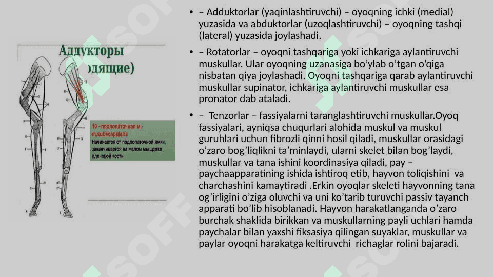 XIZMAT HAYVONLARINING HAZM ORGANLARI VA MODDA ALMASHINUVI BUZILISHLARI PATOLOGIYASI 6