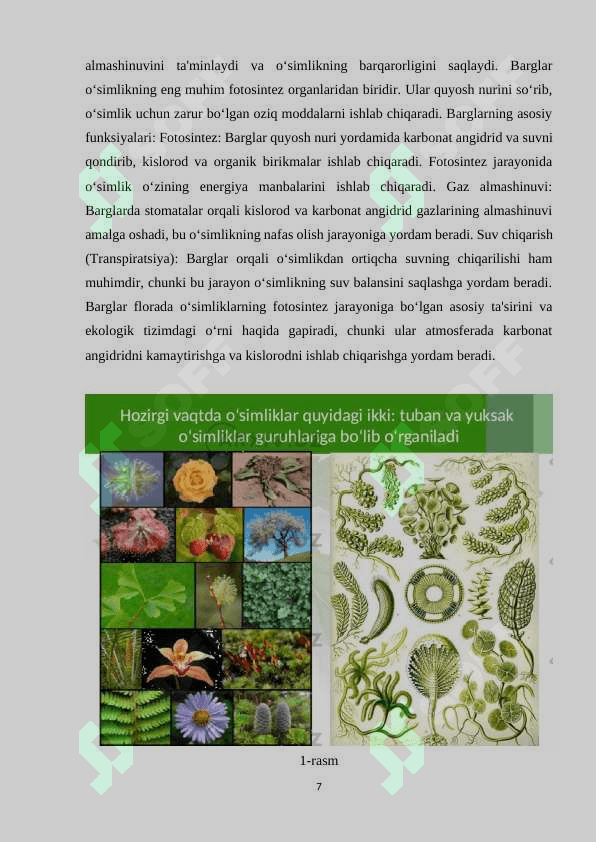 Floraning inson hayotidagi ahamiyati. Ôsimliklar organlari 7