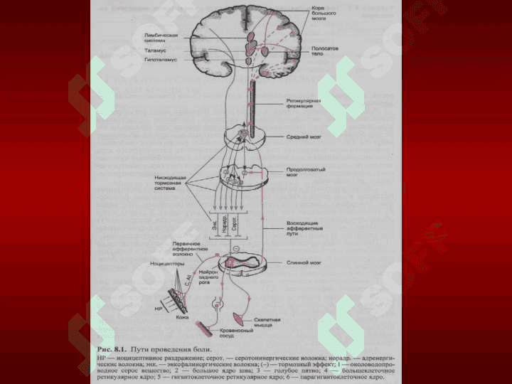 ANALGETIKLAR. OG`RIQSIZLANTIRUVCHI VOSITALAR 2
