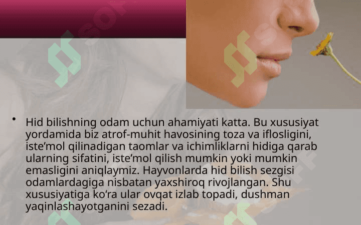 Hid va ta’m bilish organlari. 4