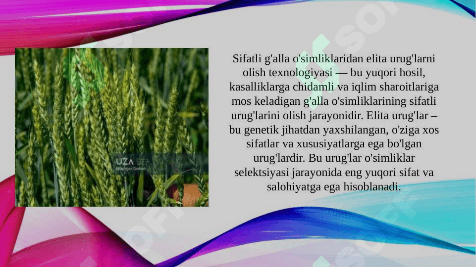 Sifatli g'alla o'simliklaridan elita urug'larni olish texnologiyasi (TAQDIMOT) 3