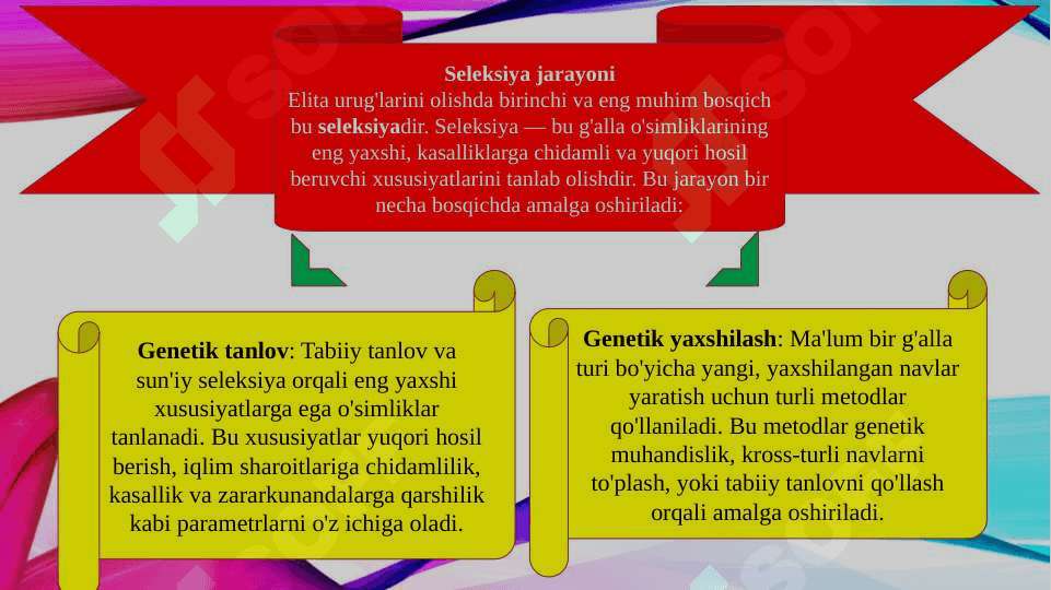 Sifatli g'alla o'simliklaridan elita urug'larni olish texnologiyasi (TAQDIMOT) 4