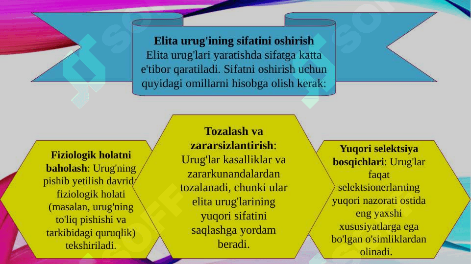 Sifatli g'alla o'simliklaridan elita urug'larni olish texnologiyasi (TAQDIMOT) 5