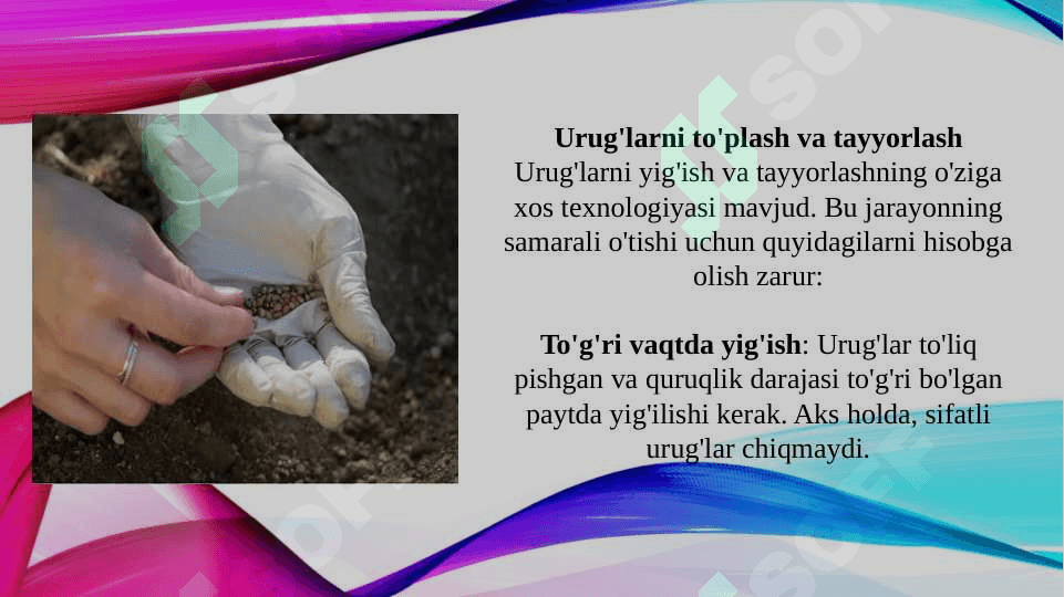 Sifatli g'alla o'simliklaridan elita urug'larni olish texnologiyasi (TAQDIMOT) 6