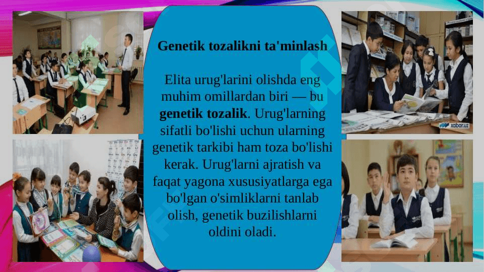 Sifatli g'alla o'simliklaridan elita urug'larni olish texnologiyasi (TAQDIMOT) 8