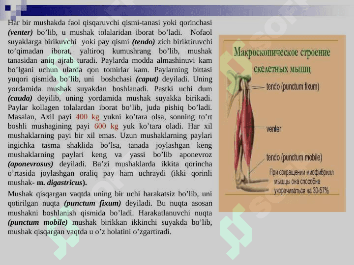 Miologiya. Muskullar tizimi.  Muskullarning tuzilishi, shakllari va klassifikatsiyasi. 3