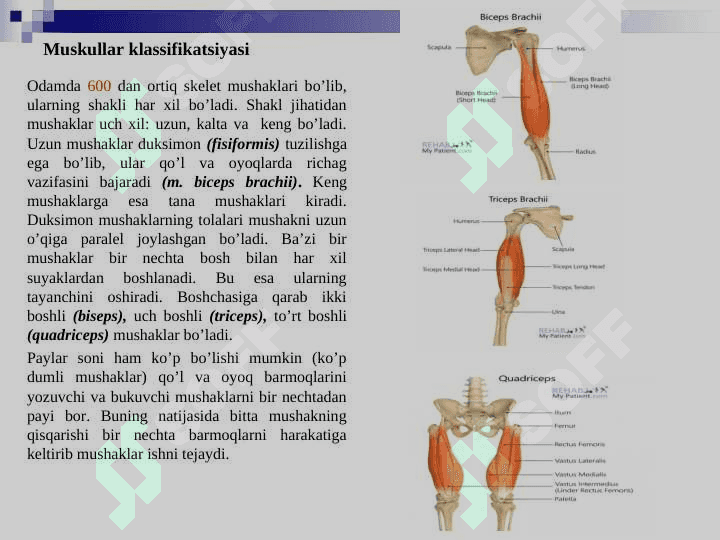 Miologiya. Muskullar tizimi.  Muskullarning tuzilishi, shakllari va klassifikatsiyasi. 4