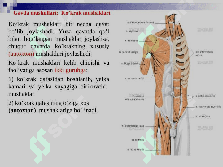 Miologiya. Muskullar tizimi.  Muskullarning tuzilishi, shakllari va klassifikatsiyasi. 7