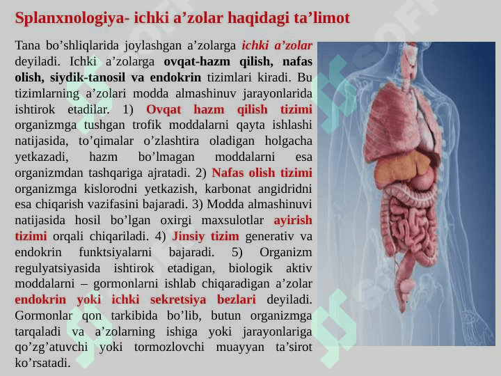 OVQAT HAZM QILISH A’ZOLARINING TUZILISHI 2