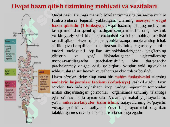 OVQAT HAZM QILISH A’ZOLARINING TUZILISHI 3