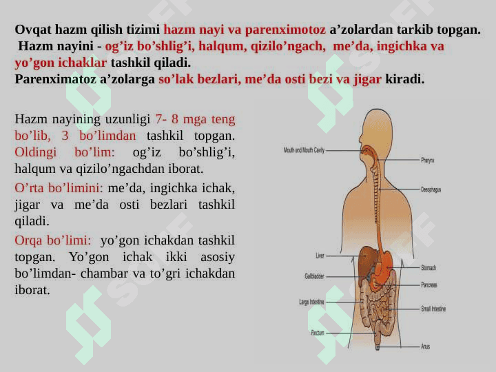 OVQAT HAZM QILISH A’ZOLARINING TUZILISHI 5