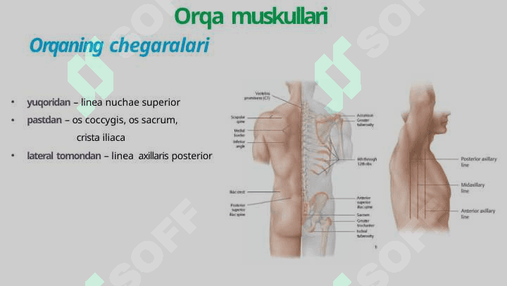 Orqa va ko’krak muskullari 3