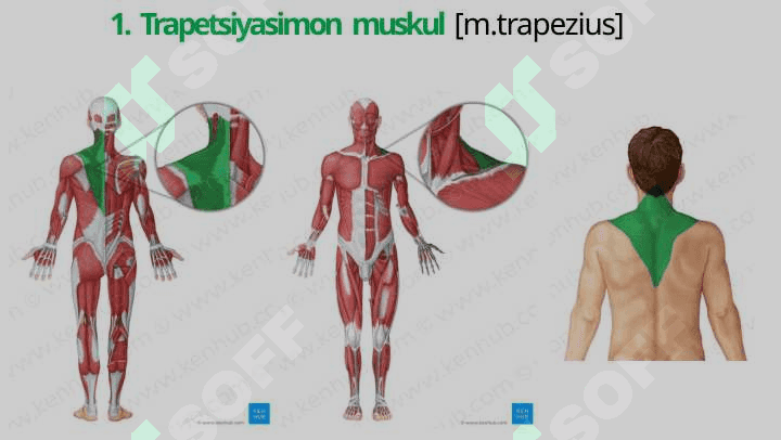 Orqa va ko’krak muskullari 7
