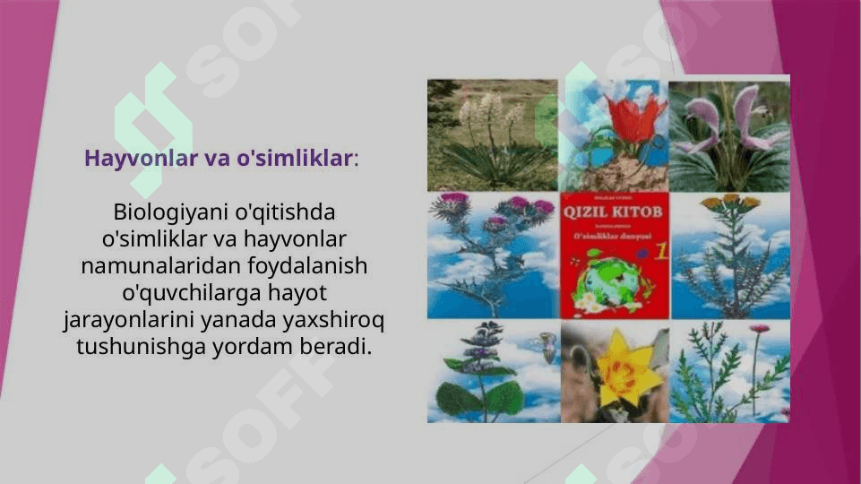 Biologiyani o'qitishda moddiy texnik bazasidan foydalanish (TAQDIMOT) 8