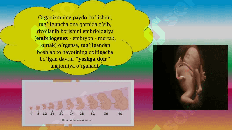 Anatomiya  faniga kirish, maqsad va vazifalari 4