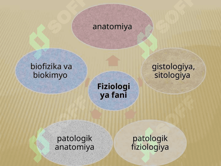 FIZIOLOGIYANING ASOSIY QONUNIYATLARI VA FIZIOLOGIK TUSHUNCHALAR 5