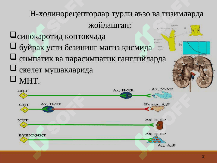 N-XOLINORETSEPTORLARGA TA`SIR ETUVCHI VOSITALAR 3