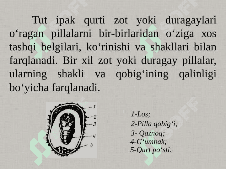 TUT IPAK QURTI PILLASI VA IPINING XUSUSIYATLARI. Pillani dastlabki ishlash bazalari 2