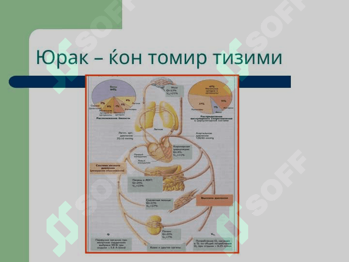 Юракь етишмовчилиги патофизиологияси 4
