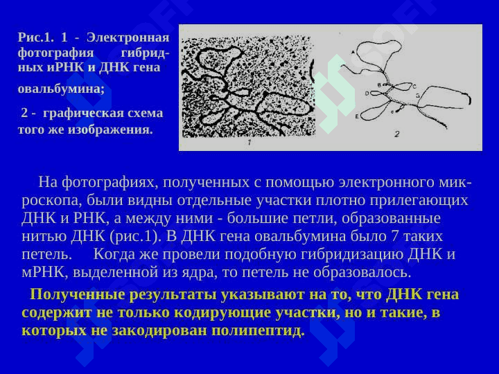 Строение и транскрипция генов эукариот 4