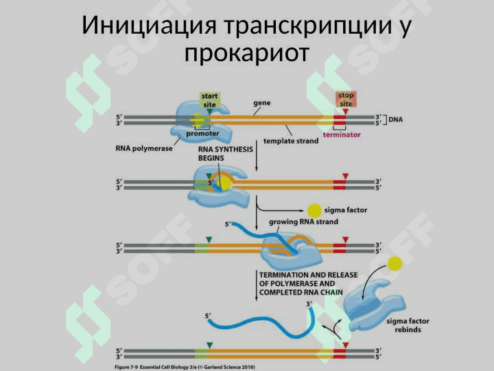 Транскрипция 6