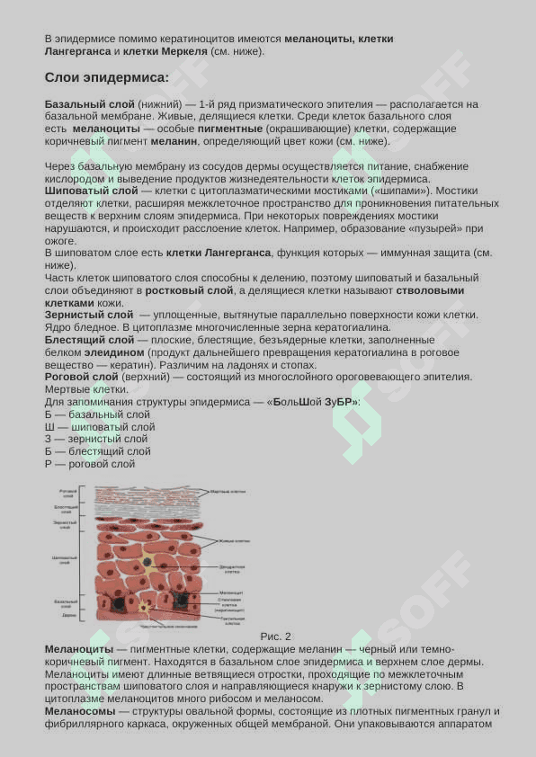 Кожа: строение и функции 2