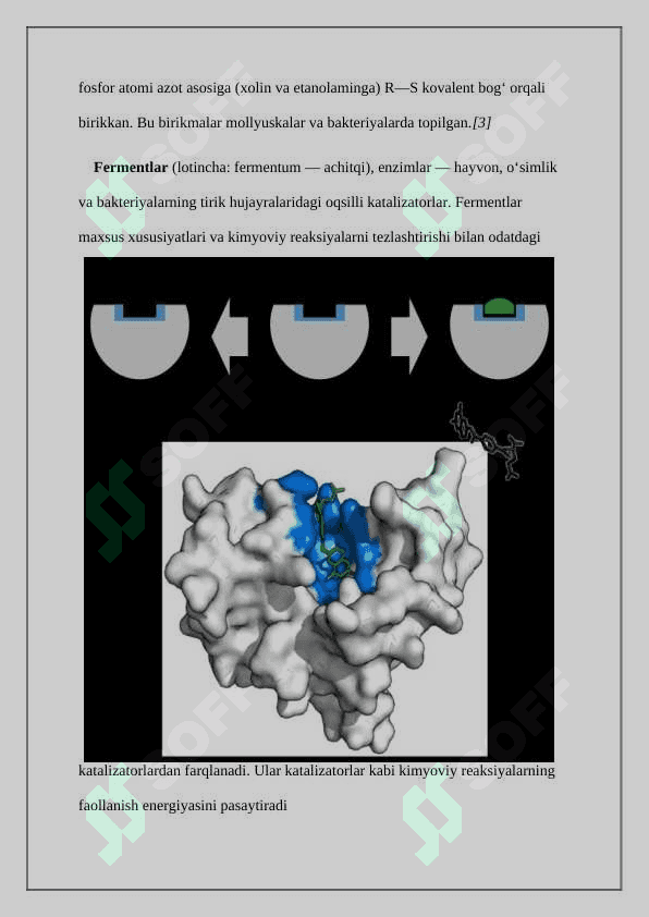 Fosfolipidlar. Fermentlar ta'sirida o'zgarishi Reja 4