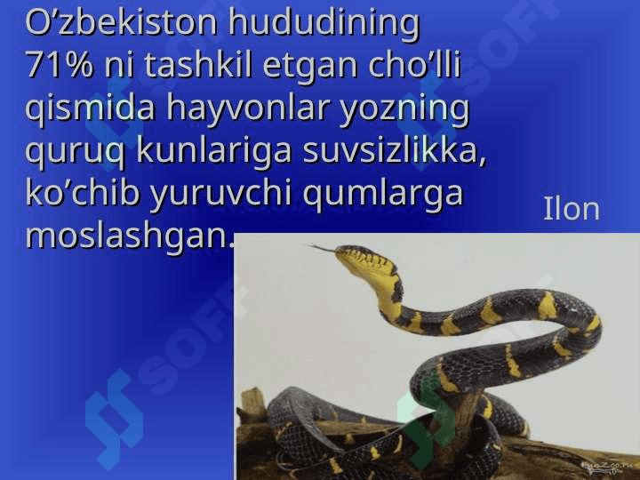 O‘zbekistonning hayvonot olami 4