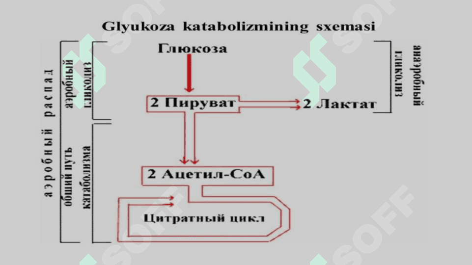 Glukozani membrana orqali oʻtkazilishi. Glukoza tashuvchilarining tuzilishi, spetsifikligi, klinik ahamiyati. 3