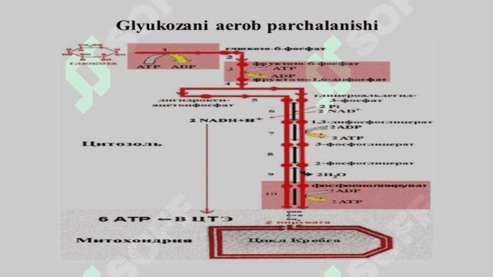 Glukozani membrana orqali oʻtkazilishi. Glukoza tashuvchilarining tuzilishi, spetsifikligi, klinik ahamiyati. 4