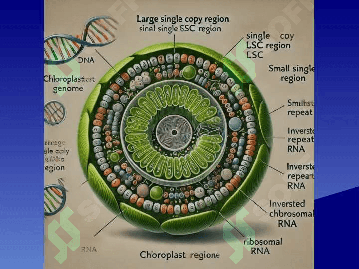 Xloroplast Geni . Xloroplast genomi Genetika va genomika asoslari fanidan taqdimot 3